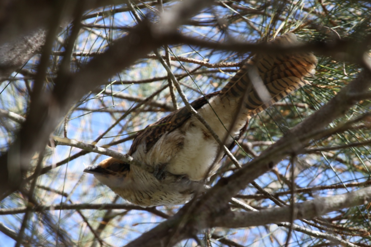 Port Macquarie area | BIRDS in BACKYARDS